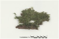 藏品(刺葉燄苔)的圖片